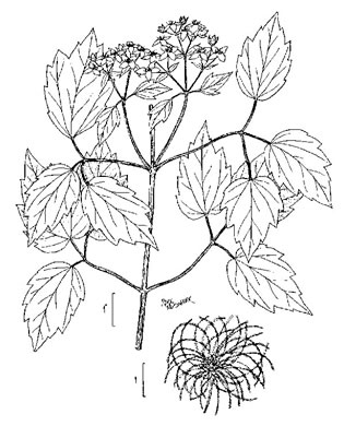 drawing of Clematis virginiana, Virgin's Bower