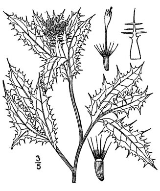 drawing of Centaurea benedicta, Blessed Thistle
