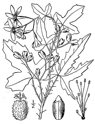 drawing of Cnidoscolus stimulosus, Spurge-nettle, Tread-softly, Bull-nettle, Finger-rot