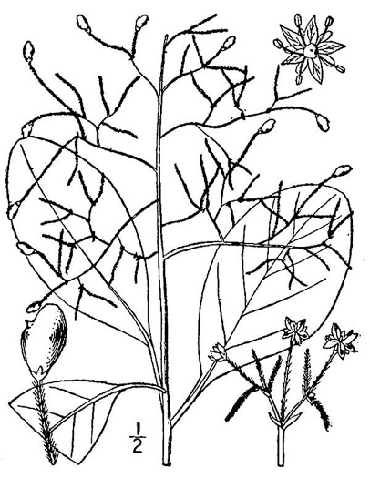 drawing of Cotinus obovata, American Smoketree