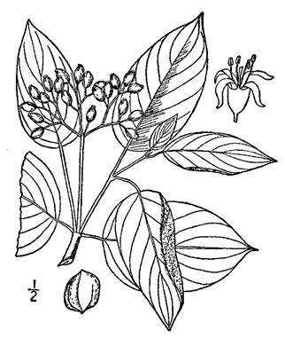 image of Swida amomum, Silky Dogwood, Bush Dogwood, Silky Cornel