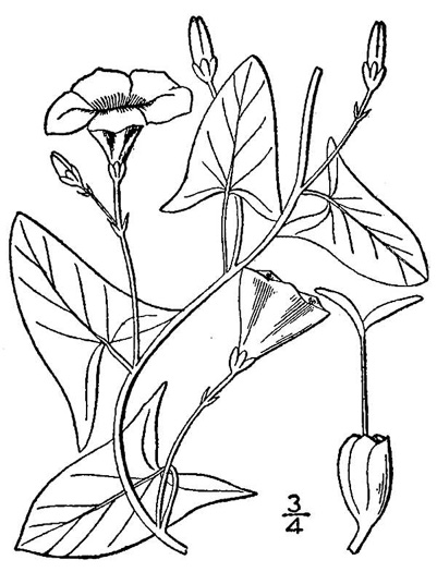 drawing of Convolvulus arvensis, Field Bindweed, Creeping Jenny, Possession-vine, Cornbind