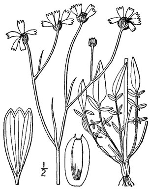 drawing of Coreopsis tinctoria var. tinctoria, Plains Coreopsis, Calliopsis, Garden Coreopsis, Golden Tickseed