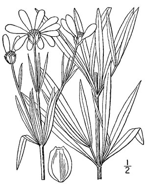 image of Coreopsis delphiniifolia, Larkspur-leaf Tickseed, Larkspur Coreopsis