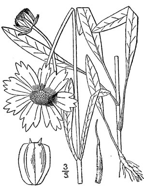 image of Coreopsis lanceolata, Lanceleaf Coreopsis, Longstalk Coreopsis, Lanceleaf Tickseed