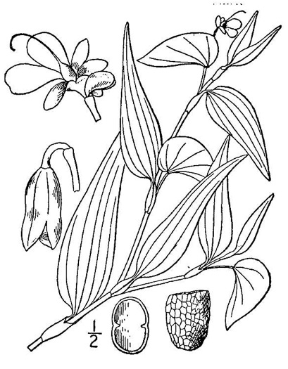 drawing of Murdannia nudiflora, Doveweed, Naked-stem Dewflower