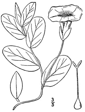 drawing of Calystegia spithamaea ssp. spithamaea, Low Bindweed, Upright Bindweed
