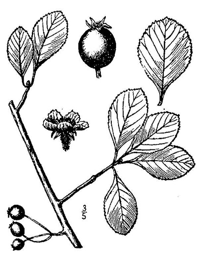 image of Crataegus berberifolia var. berberifolia, Barberry Hawthorn