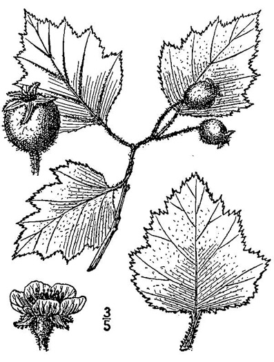 image of Crataegus intricata var. intricata, Entangled Hawthorn