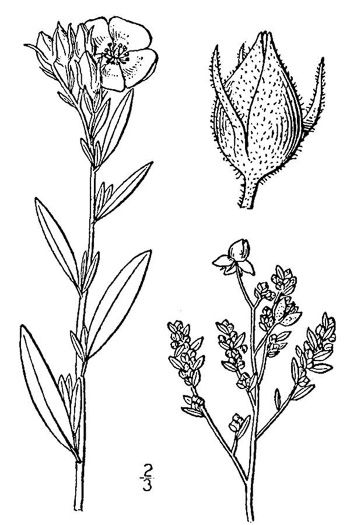 drawing of Crocanthemum bicknellii, Hoary Frostweed, Plains Frostweed, Plains Sunrose, Bicknell's Hoary Rockrose