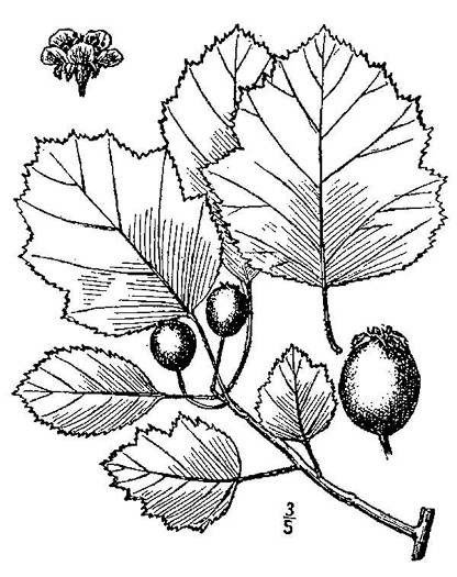 image of Crataegus pallens, Pale-fruited Hawthorn, Birmingham Hawthorn, Pale Hawthorn