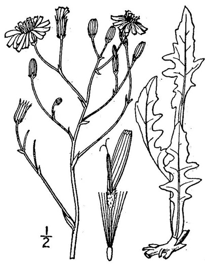 drawing of Crepis pulchra, Smallflower Hawksbeard