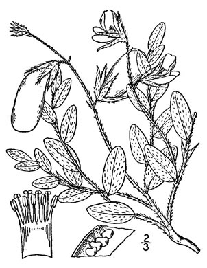 image of Crotalaria maritima, Low Rattlebox, Rabbitbells