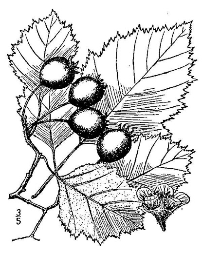 image of Crataegus submollis, Northern Downy Hawthorn, Quebec Hawthorn