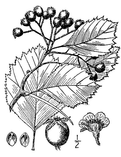 image of Crataegus succulenta var. succulenta, Fleshy Hawthorn