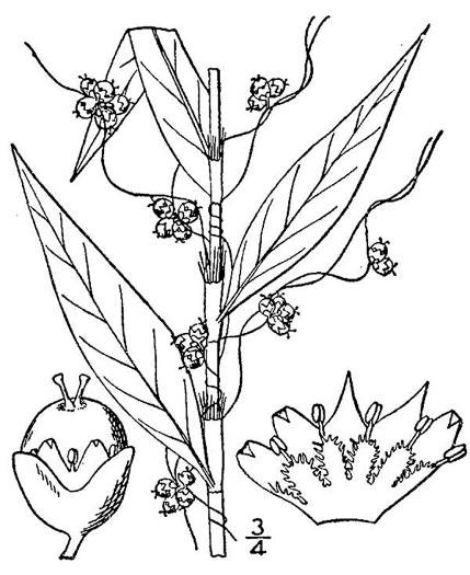 drawing of Cuscuta campestris, Field Dodder, Prairie Dodder, Golden Dodder
