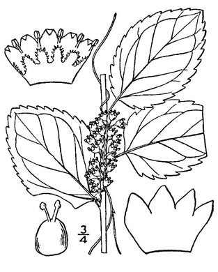 drawing of Cuscuta coryli, Hazel Dodder