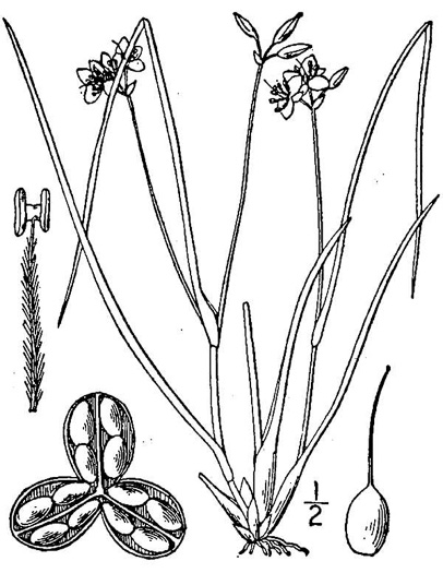 image of Cuthbertia graminea, Grassleaf Roseling, Pink Spiderwort, Slender Roseling