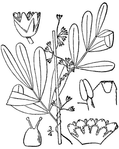drawing of Cuscuta indecora, Bigseed Alfalfa Dodder, Pretty Dodder