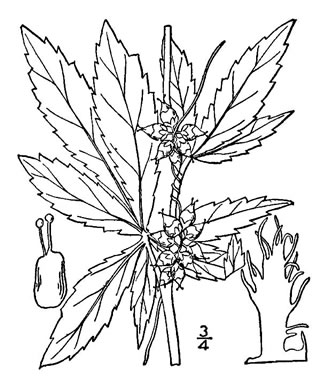 drawing of Cuscuta rostrata, Appalachian Dodder, Beaked Dodder