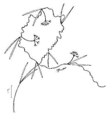 drawing of Pattalias palustre, Swallow-wort, Sand-vine, Gulf Coast Swallow-wort