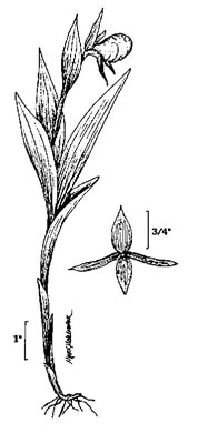 drawing of Cypripedium candidum, White Lady's Slipper