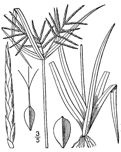 image of Cyperus odoratus var. odoratus, Fragrant Flatsedge