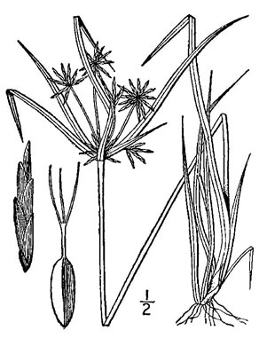 drawing of Cyperus croceus, Baldwin's Flatsedge
