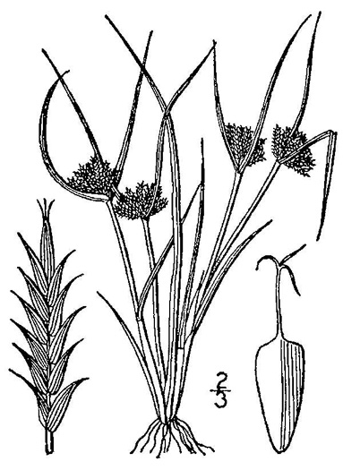 image of Cyperus squarrosus var. squarrosus, Awned Flatsedge, Bearded Flatsedge