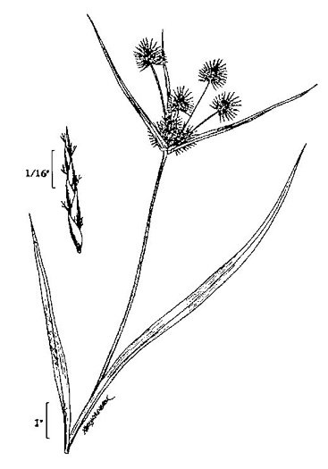 image of Cyperus lancastriensis, Many-flowered Flatsedge, Porter’s Flatsedge
