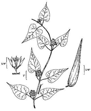 drawing of Cynanchum laeve, Bluevine, Sandvine, Honeyvine