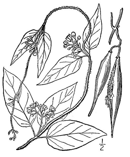 image of Vincetoxicum nigrum, Black Swallow-wort, Dog-Strangling Vine