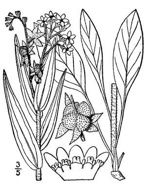 drawing of Cynoglossum officinale, Hound's-tongue, Garden Comfrey