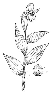 drawing of Cypripedium reginae, Showy Lady's Slipper, Queen Lady's Slipper