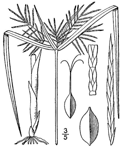image of Cyperus odoratus var. odoratus, Fragrant Flatsedge