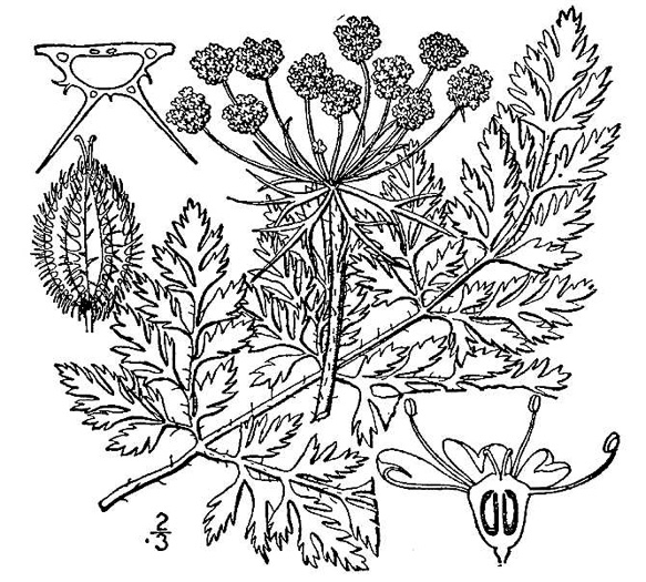 image of Daucus carota, Queen Anne's Lace, Wild Carrot, Bird's Nest