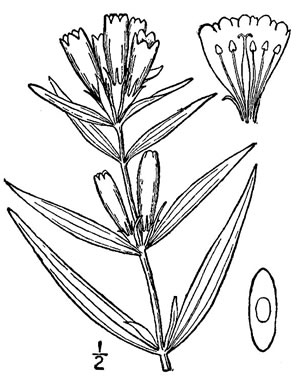 drawing of Gentiana linearis, Narrowleaf Gentian