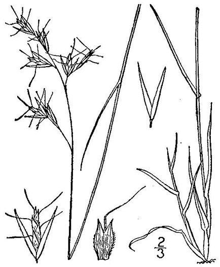 image of Danthonia spicata, Poverty Oatgrass, Moonshine Grass, 'Curly Dan'
