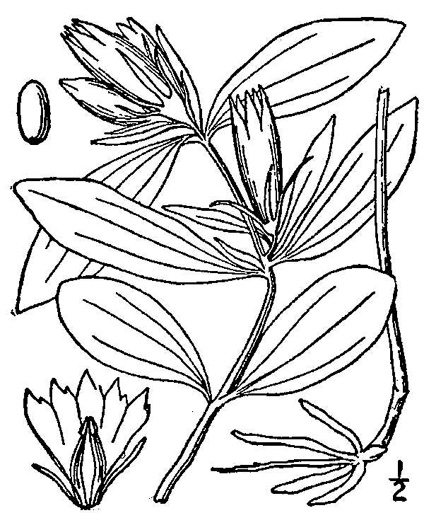 drawing of Gentiana villosa, Striped Gentian