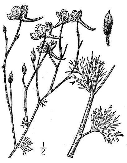 image of Delphinium ajacis, Rocket Larkspur, Garden Larkspur