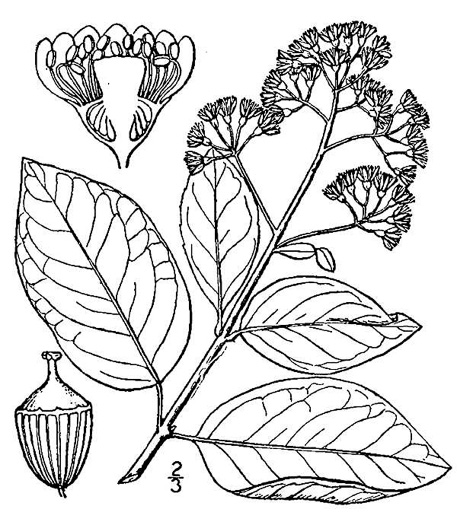 drawing of Hydrangea barbara, Climbing Hydrangea, Woodvamp, Decumaria