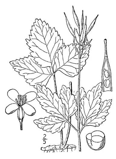 drawing of Cardamine diphylla, Broadleaf Toothwort, Crinkleroot, Pepperroot, Two-leaved Toothwort