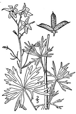 drawing of Delphinium tricorne, Dwarf Larkspur