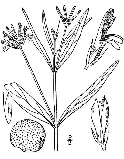 drawing of Justicia americana, American Water-willow