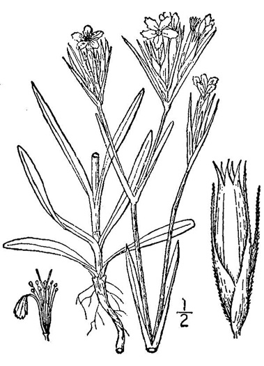 drawing of Dianthus armeria ssp. armeria, Deptford Pink
