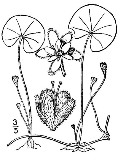 drawing of Dichondra carolinensis, Carolina Ponyfoot