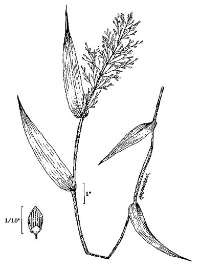 image of Dichanthelium commutatum +, Variable Witchgrass