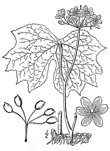 drawing of Diphylleia cymosa, Umbrella-leaf, Pixie-parasol