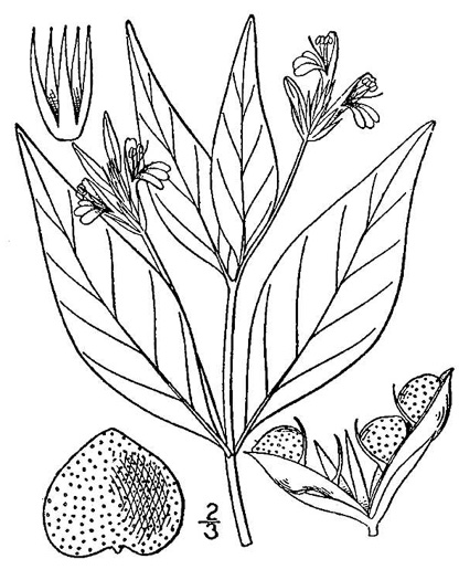 drawing of Justicia ovata, Coastal Plain Water-willow, Looseflower Water-willow