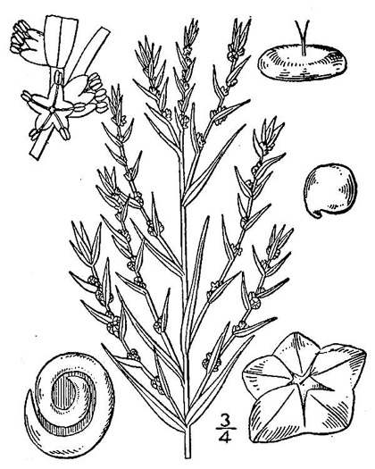 drawing of Suaeda linearis, Southern Sea-blite